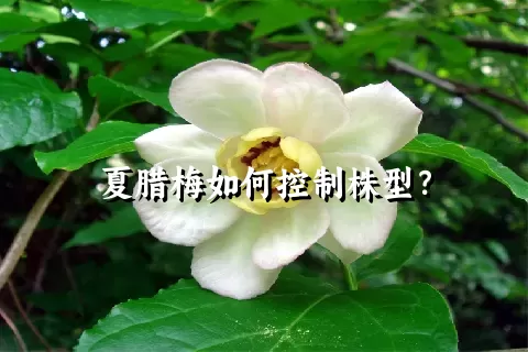 夏腊梅如何控制株型？