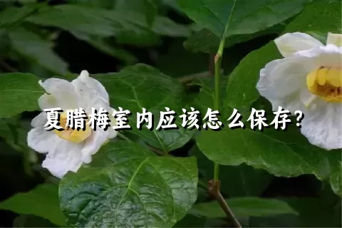 夏腊梅室内应该怎么保存？