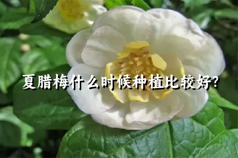 夏腊梅什么时候种植比较好？