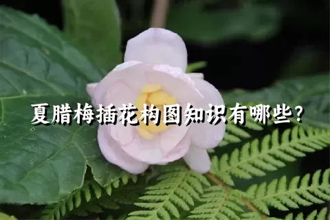 夏腊梅插花构图知识有哪些？