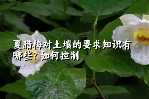 夏腊梅对土壤的要求知识有哪些？如何控制