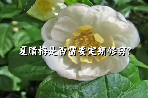 夏腊梅是否需要定期修剪？