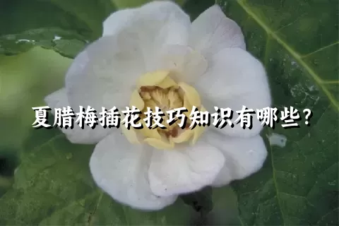 夏腊梅插花技巧知识有哪些？