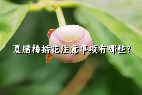 夏腊梅插花注意事项有哪些？