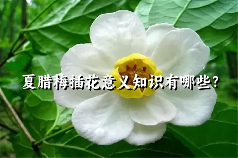 夏腊梅插花意义知识有哪些？