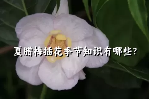 夏腊梅插花季节知识有哪些？