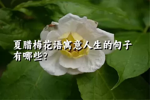 夏腊梅花语寓意人生的句子有哪些？