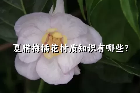 夏腊梅插花材质知识有哪些？