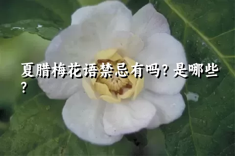 夏腊梅花语禁忌有吗？是哪些？