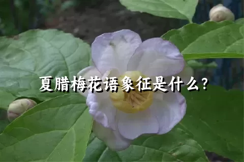 夏腊梅花语象征是什么？