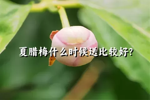 夏腊梅什么时候送比较好？