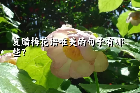 夏腊梅花语唯美的句子有哪些？