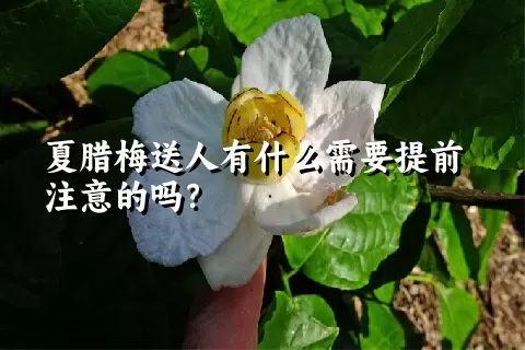 夏腊梅送人有什么需要提前注意的吗？