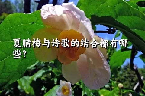 夏腊梅与诗歌的结合都有哪些？