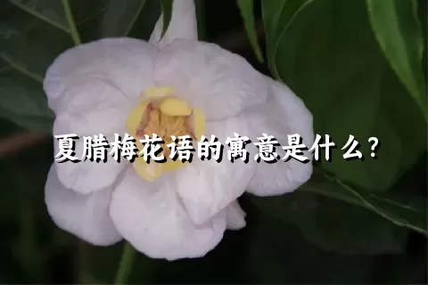 夏腊梅花语的寓意是什么？