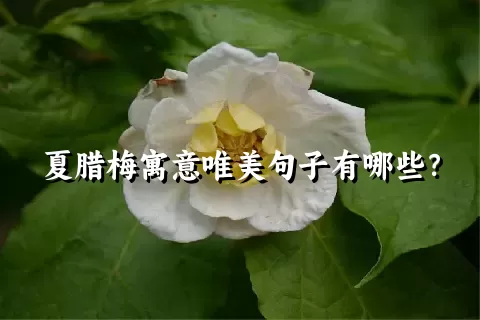 夏腊梅寓意唯美句子有哪些？