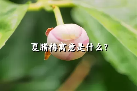 夏腊梅寓意是什么？