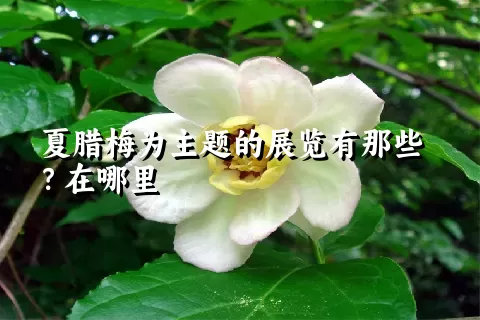 夏腊梅为主题的展览有那些？在哪里