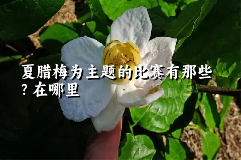 夏腊梅为主题的比赛有那些？在哪里