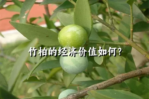 竹柏的经济价值如何？