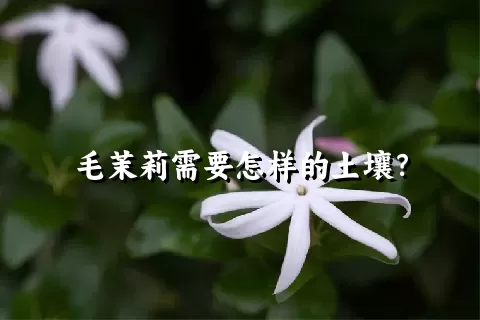 毛茉莉需要怎样的土壤？