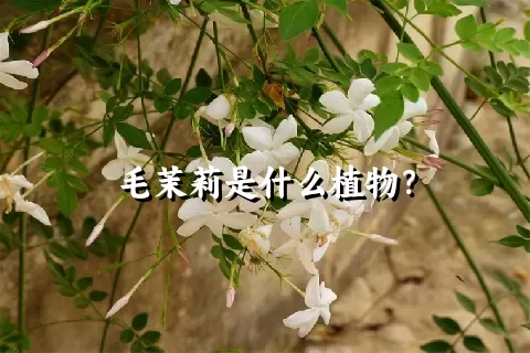 毛茉莉是什么植物？