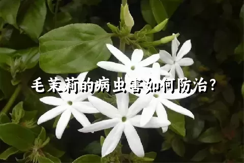 毛茉莉的病虫害如何防治？