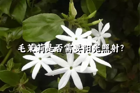 毛茉莉是否需要阳光照射？
