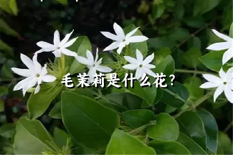 毛茉莉是什么花？