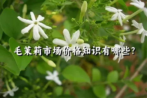 毛茉莉市场价格知识有哪些？