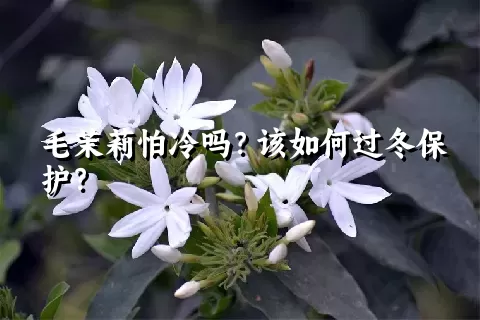 毛茉莉怕冷吗？该如何过冬保护？