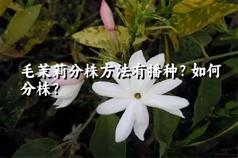 毛茉莉分株方法有播种？如何分株？