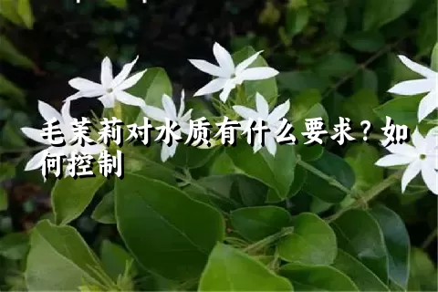 毛茉莉对水质有什么要求？如何控制