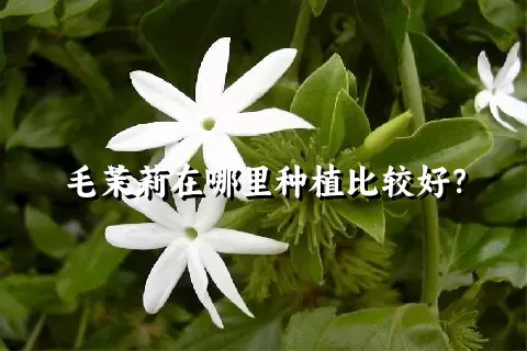毛茉莉在哪里种植比较好？