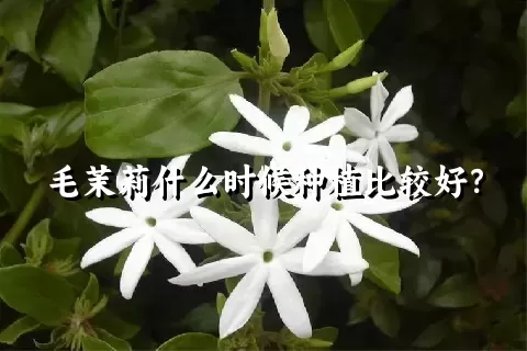 毛茉莉什么时候种植比较好？