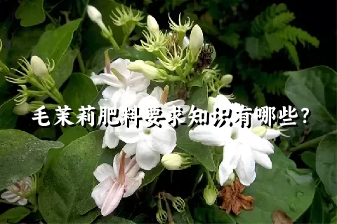 毛茉莉肥料要求知识有哪些？