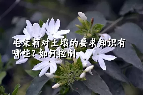 毛茉莉对土壤的要求知识有哪些？如何控制