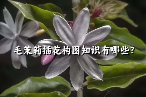 毛茉莉插花构图知识有哪些？