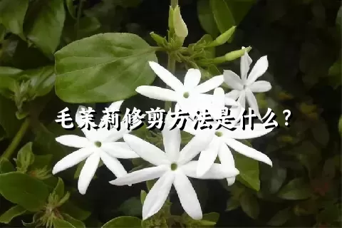毛茉莉修剪方法是什么？