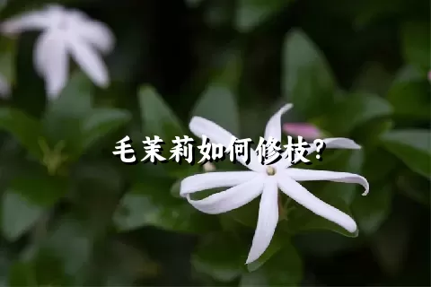 毛茉莉如何修枝？