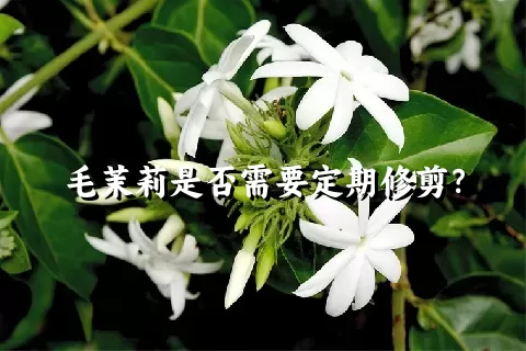 毛茉莉是否需要定期修剪？