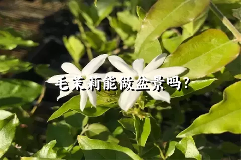 毛茉莉能做盆景吗？