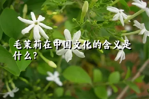 毛茉莉在中国文化的含义是什么？