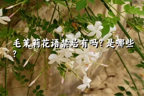 毛茉莉花语禁忌有吗？是哪些？