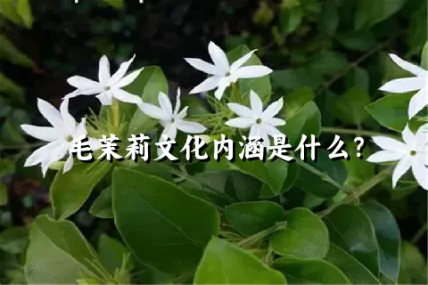 毛茉莉文化内涵是什么？