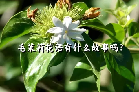 毛茉莉花语有什么故事吗？