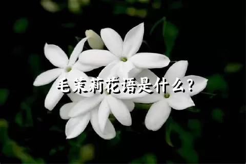 毛茉莉花语是什么？
