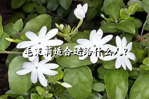 毛茉莉适合送给什么人？