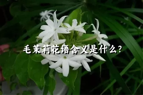 毛茉莉花语含义是什么？