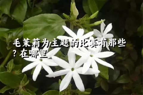 毛茉莉为主题的比赛有那些？在哪里